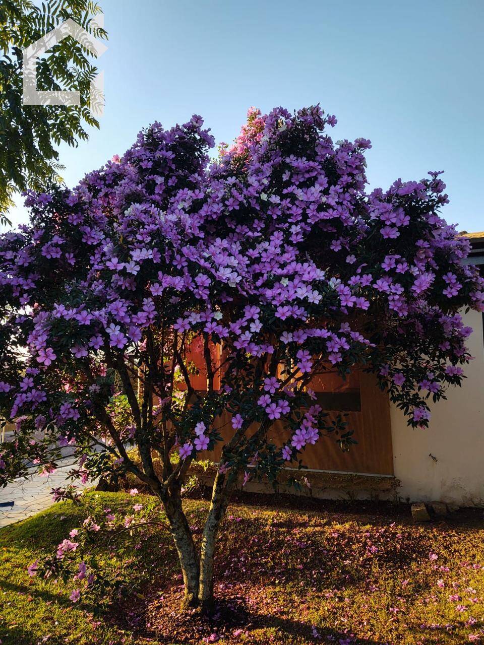 Casa, 3 quartos, 354 m² - Foto 29